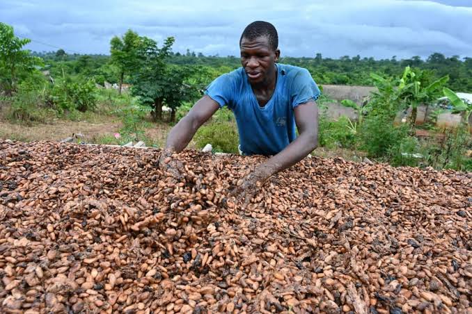 Cacao camerounais : les petits producteurs face au défi européen